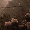 Garden_Irosa