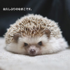 grumpy_hedgehog