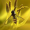 Gadfly
