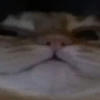 Xx_fox_xX