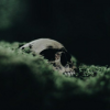 Dead teen