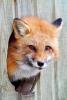 AIR FOX
