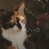 Niki_liks