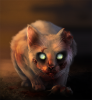 Kitty_Meow