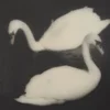 dragggs
