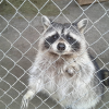 small_suicidal_raccoon