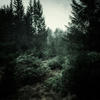 ForestErr