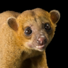 Kinkajou