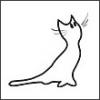 Dreamer Cat