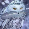 Ценитель фанфиков всея бантан
