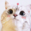 LenOK_shiPpeR