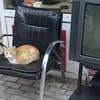 CatPerson