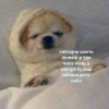 Янчоус._.