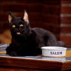 Salem4ick
