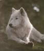 White_Wolf777