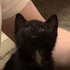 LoveSweetCats