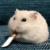 Hamster.nai