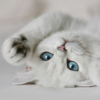 Домашняя кошка