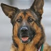 Military Dog