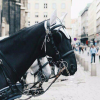 Klaidesdalian horse