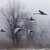 Шарбон