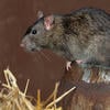 Rattus_Norvegicus