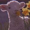 little sheep