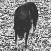 Dunkler.Wolf