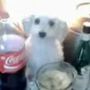 Порча на понос