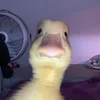 LilGaderyn