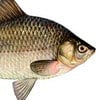 KarasiqueRiba