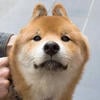Shiba-ri