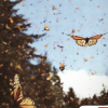 Fairy_Fatigue