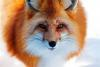 X_Fox
