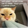 Котик_мэй