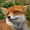 Home Fox