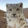 Казу Дердевна