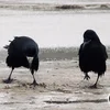rooktobe