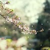 Fruehlingswind