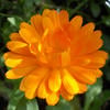Calendula33