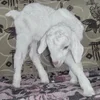 Giidra