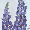 Fleur lupin