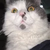 Liyaliol