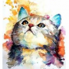 Толстыйкотик