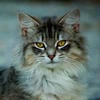 Злая кошка Филча