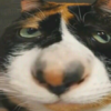 4oKolaT_Ka