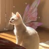 мем с котом