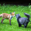 Cat and Fox
