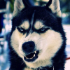 MoShir