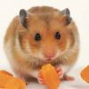 Big Hamster